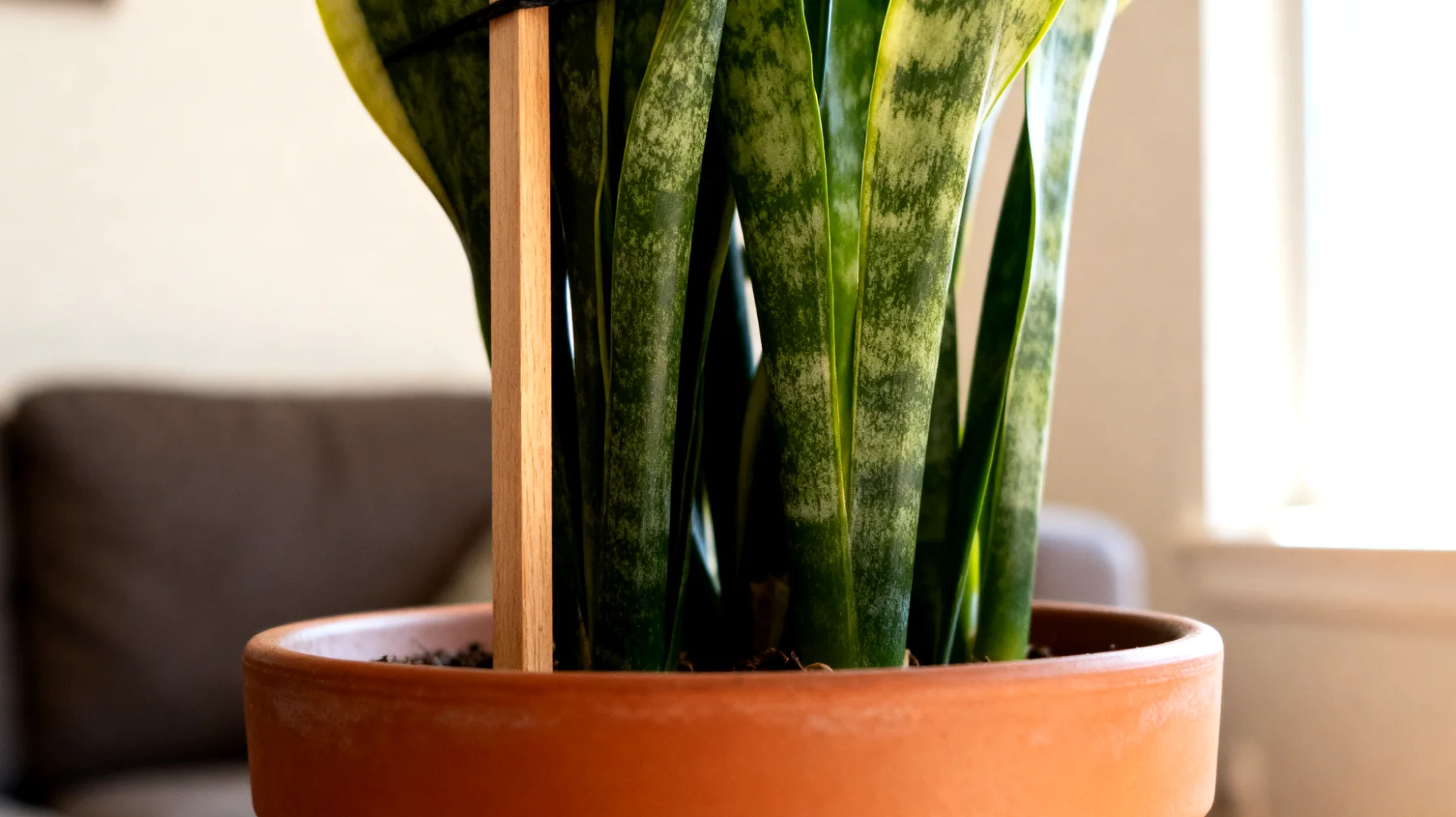 Sansevieria"